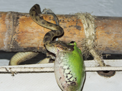 Leptodeira polysticta