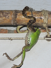 Leptodeira polysticta