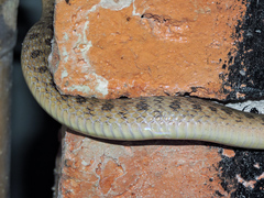 Leptodeira polysticta