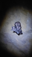 Chrotopterus auritus