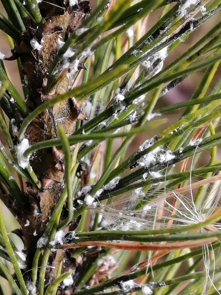 Adelgid
