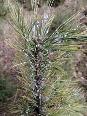 Pineus cembrae