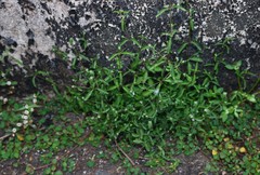 Rungia