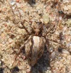 Oxyopes acleistus