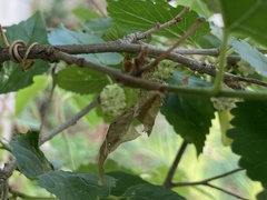 Phyllocrania paradoxa