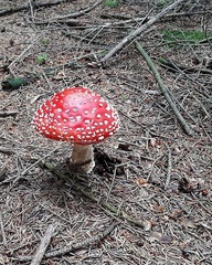 Amanita muscaria muscaria