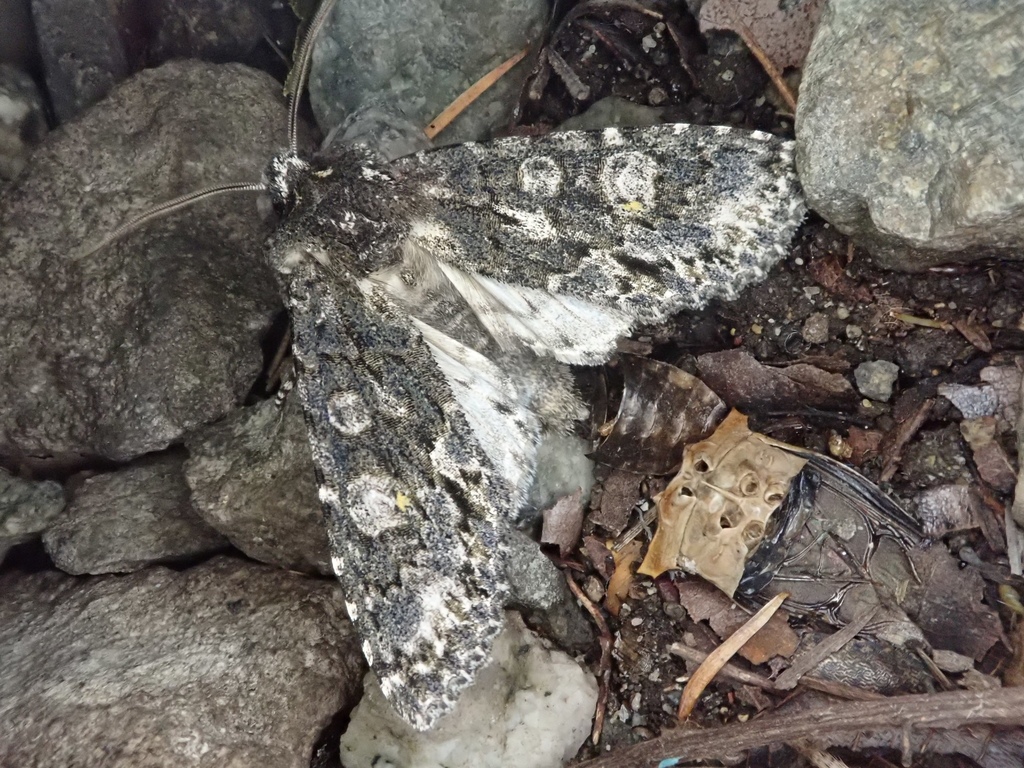 Meganephria funesta