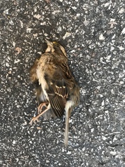 Zonotrichia albicollis