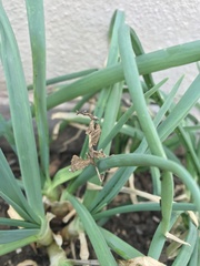 Phyllocrania paradoxa