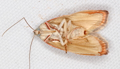 Euchaetis rhizobola