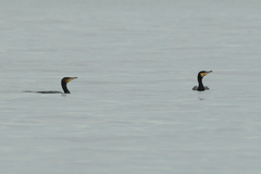 Phalacrocorax carbo