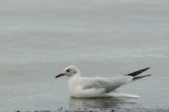 Chroicocephalus ridibundus