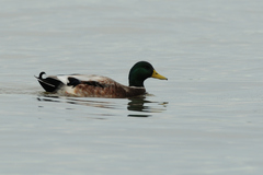 Anas platyrhynchos domesticus