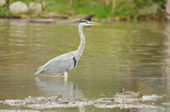 Ardea cinerea