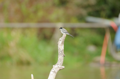 Motacilla alba alba