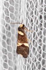 Thallarcha phalarota