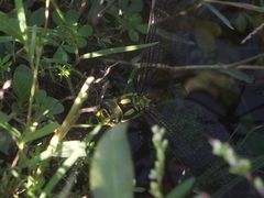 Aeshna cyanea