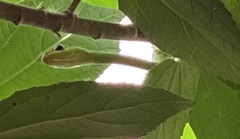 Dendrelaphis marenae