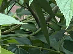 Dendrelaphis marenae