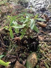 Lysimachia terrestris