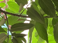 Dendrelaphis marenae