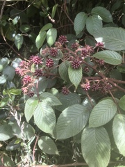Rubus bogotensis