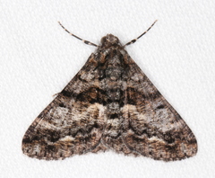 Gastrinodes argoplaca