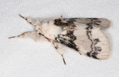 Iropoca rotundata