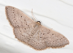 Scopula sublinearia