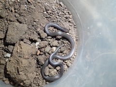 Atractaspis bibronii