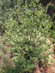 Afrocanthium gilfillanii
