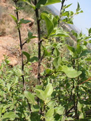 Afrocanthium gilfillanii