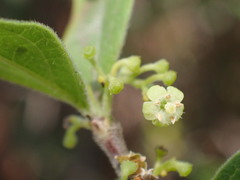 Afrocanthium gilfillanii