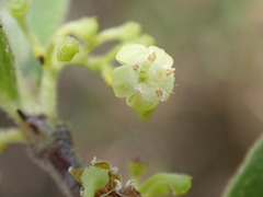 Afrocanthium gilfillanii