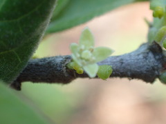 Afrocanthium gilfillanii
