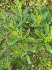Baccharis heterophylla