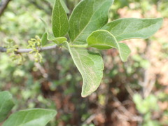 Afrocanthium gilfillanii