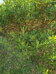 Baccharis heterophylla