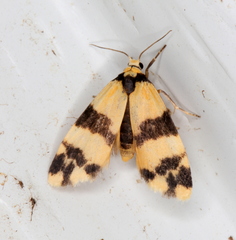 Thallarcha chrysochares