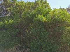 Baccharis heterophylla