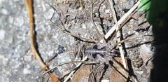Bidentolophus bidens