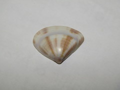 Tivela damaoides