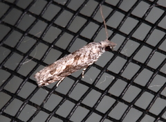 Holocola thalassinana