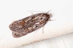 Acantholena siccella