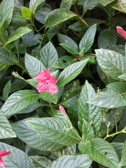 Ruellia elegans