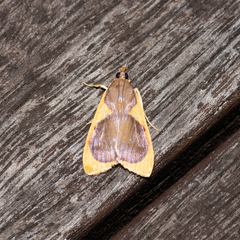 Prooedema inscisalis