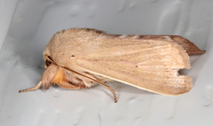 Leucania abdominalis