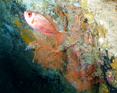 Heteropriacanthus carolinus