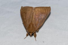 Ophisma gravata