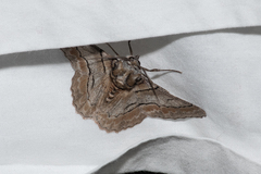 Hypobapta tachyhalotaria